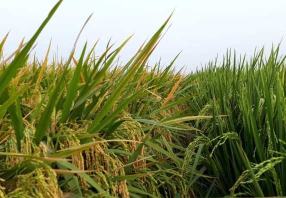 Foto Sawah Rancaoray